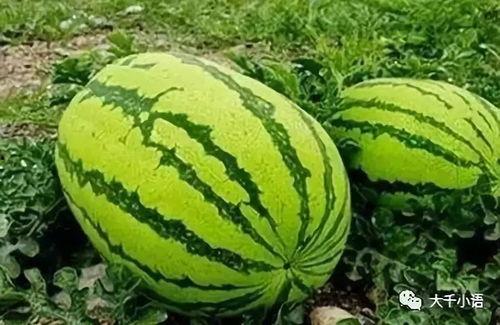 小家吃瓜,揭秘日常生活中的趣味八卦 第2张 小家吃瓜,揭秘日常生活中的趣味八卦 第2张